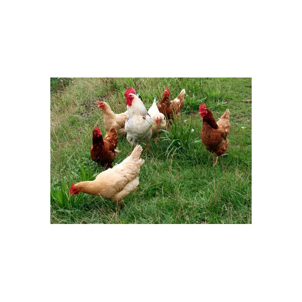 AVES DE CORRAL 35 KG. CAMPERAS