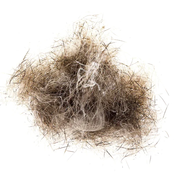 CDC Plus de piel de liebre alpina Soldarini