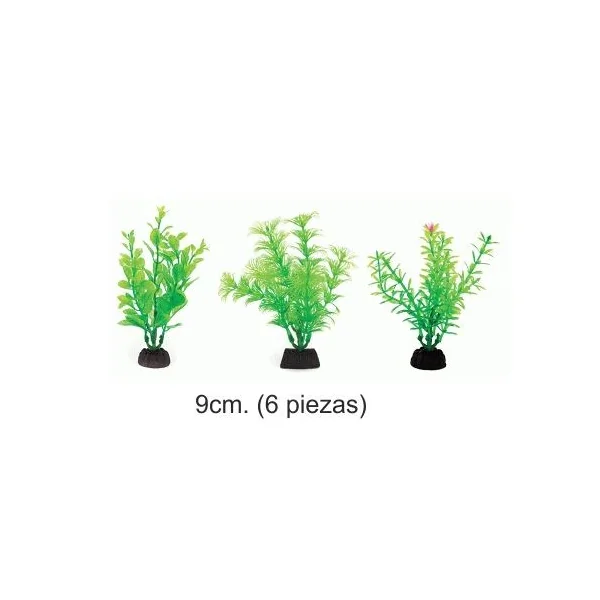 PLANTA AQUA GREEN 9cm. 6 piezas