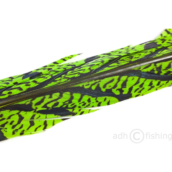 Pluma diamante de cola de faisán