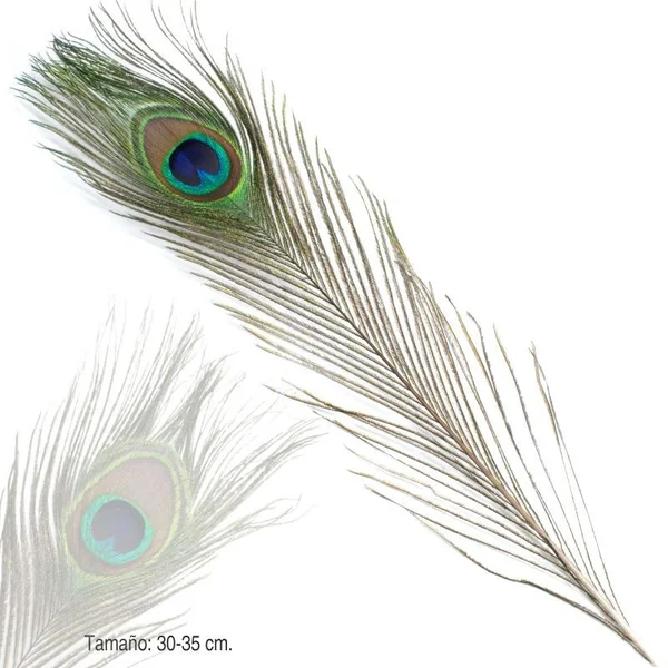 Pluma Pavo Real