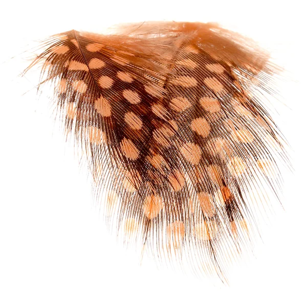 Plumas de pintada Soldarini