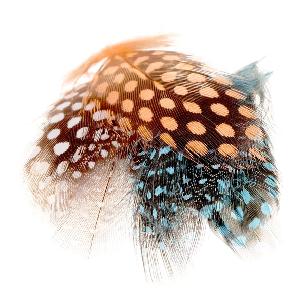 Plumas de pintada Soldarini - Imagen 2