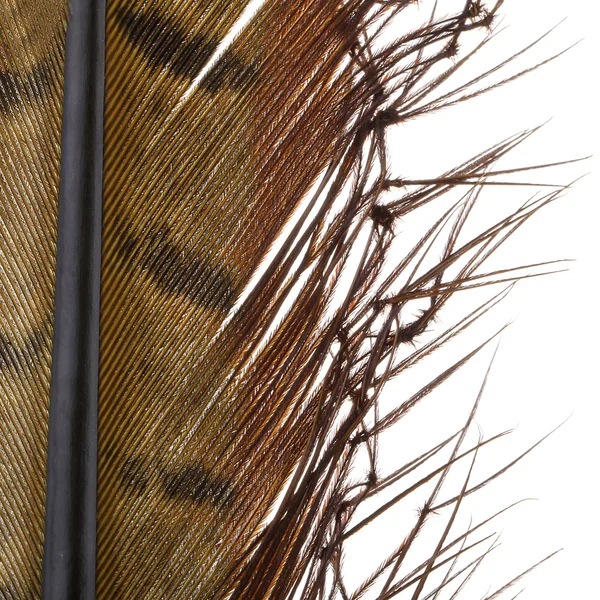 Semperfli Pata de tolva anudada Picric - Imagen 2