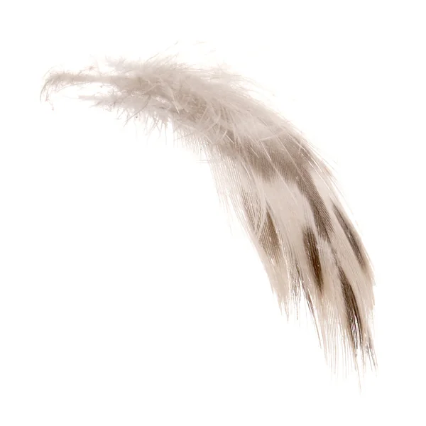 Soldarini Mallard Hen Brest plumas