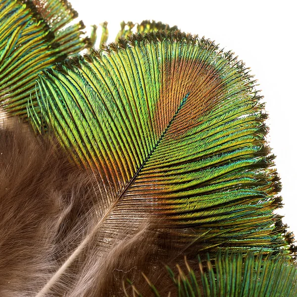 Veniard Pavo Real Cuerpo de Oro