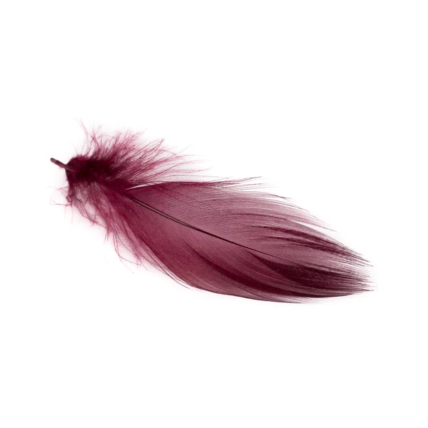 Wapsi Mallard Barred Flank plumas