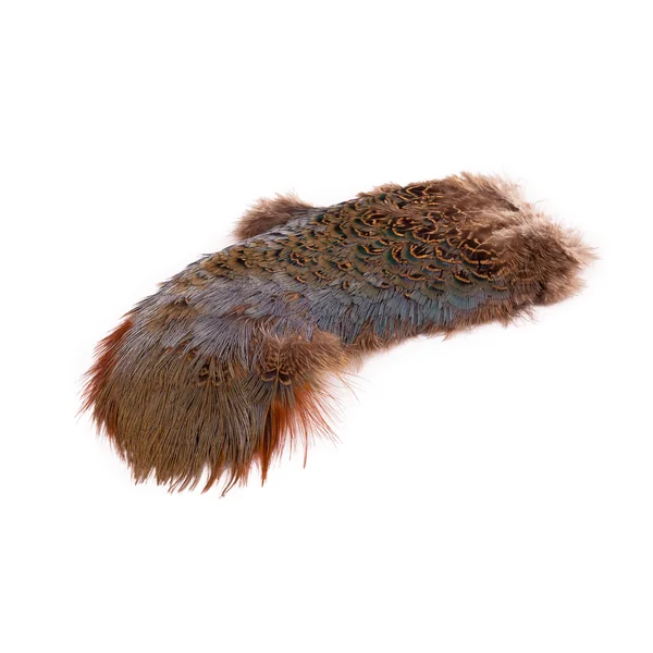 Wapsi Ringneck Rump Patch - Faisán común